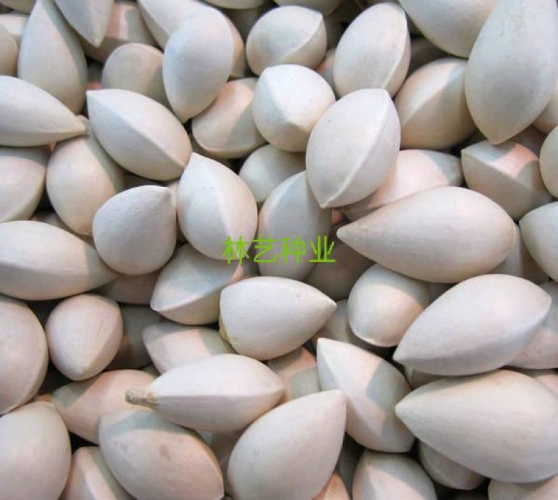 银杏树种子可食用银杏白果树种子绿化景观观赏大型树木