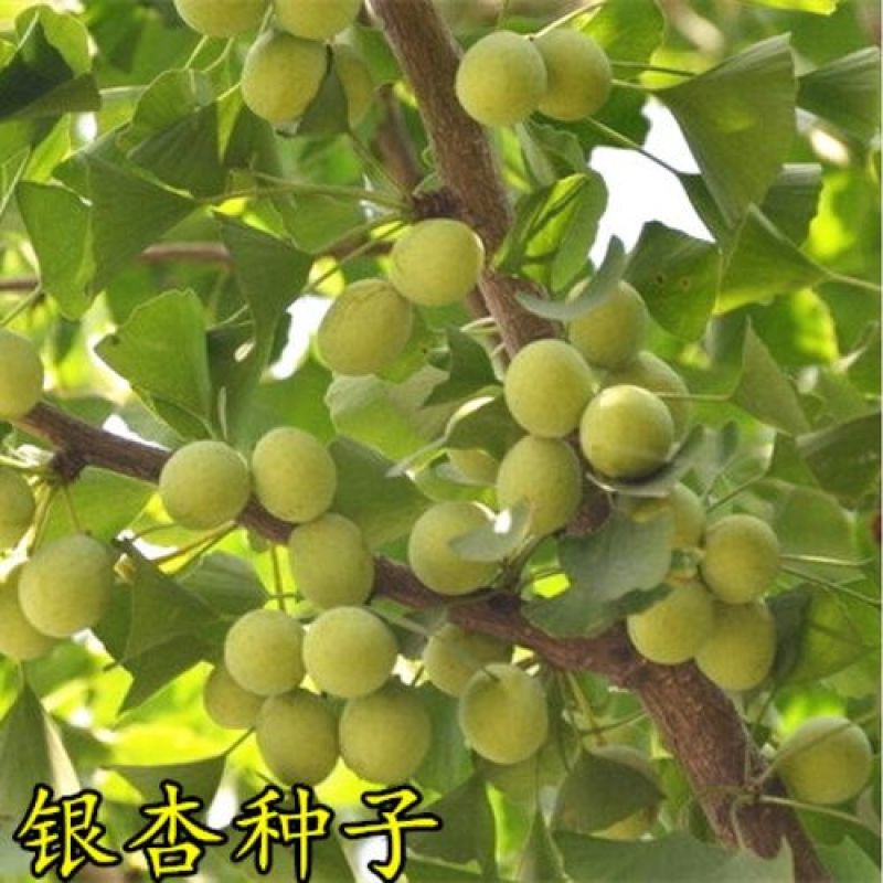 银杏树种子可食用银杏白果树种子绿化景观观赏大型树木