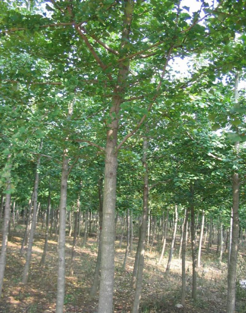 银杏树种子可食用银杏白果树种子绿化景观观赏大型树木
