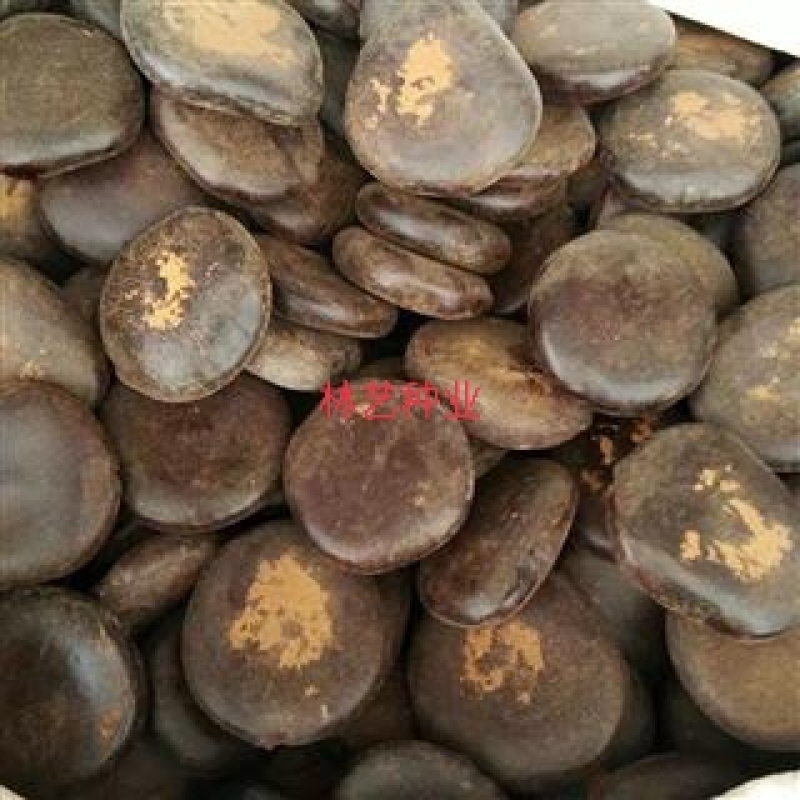 盆栽木腰子爬藤植物过江龙九龙藤热带雨木大型树藤