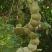 盆栽木腰子爬藤植物过江龙九龙藤热带雨木大型树藤