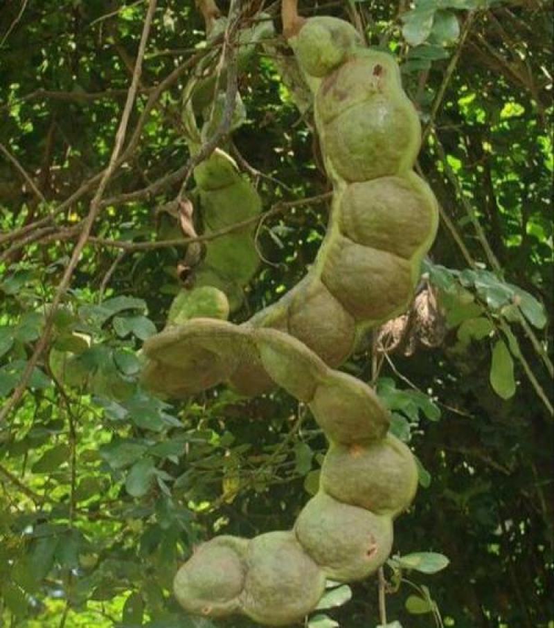 盆栽木腰子爬藤植物过江龙九龙藤热带雨木大型树藤