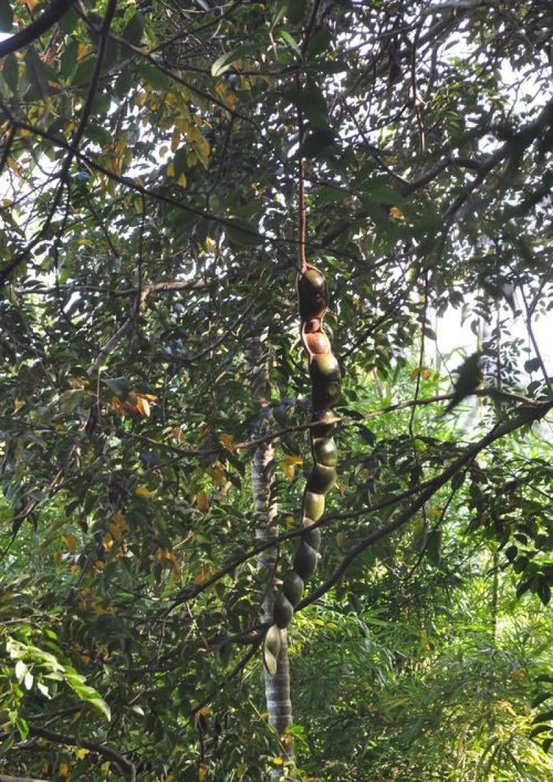 盆栽木腰子爬藤植物过江龙九龙藤热带雨木大型树藤