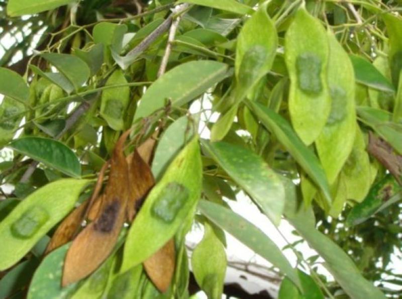 黄花梨树种子