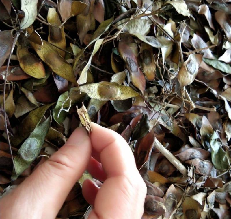 黄花梨树种子