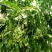 黄花梨树种子
