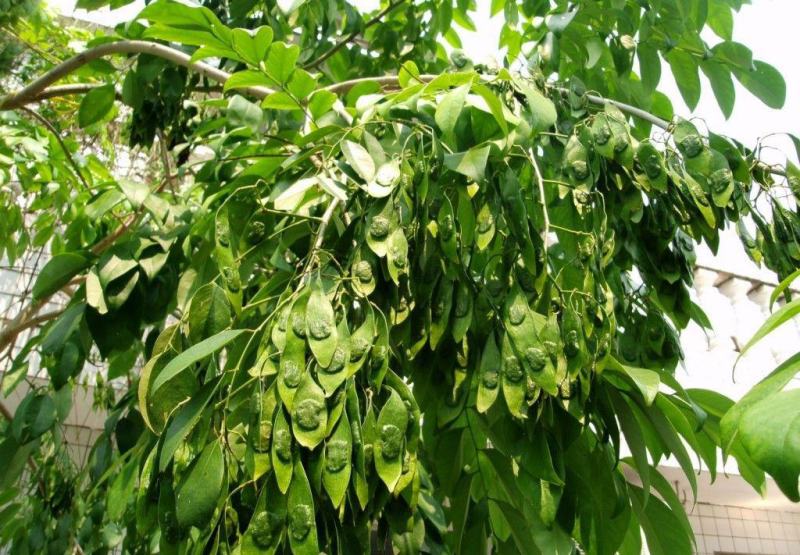 黄花梨树种子