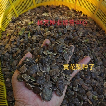 黄花梨树种子