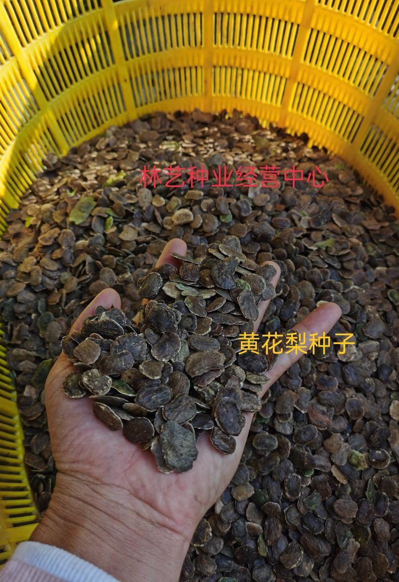 黄花梨树种子