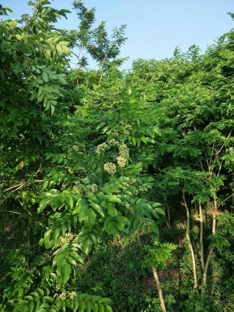 黄花梨树种子