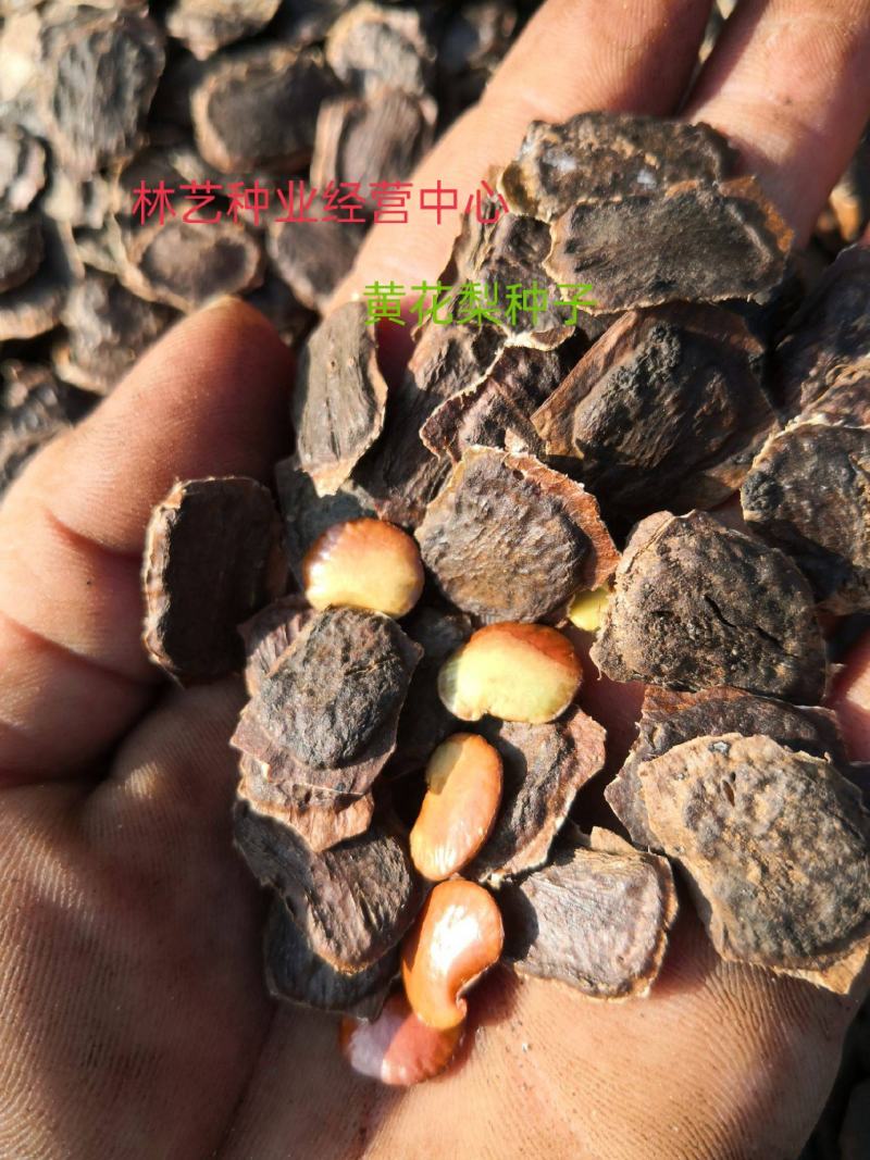 黄花梨树种子