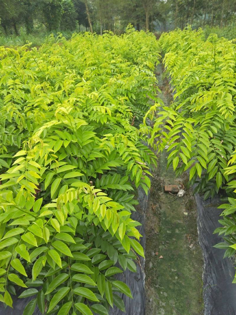 黄花梨树种子