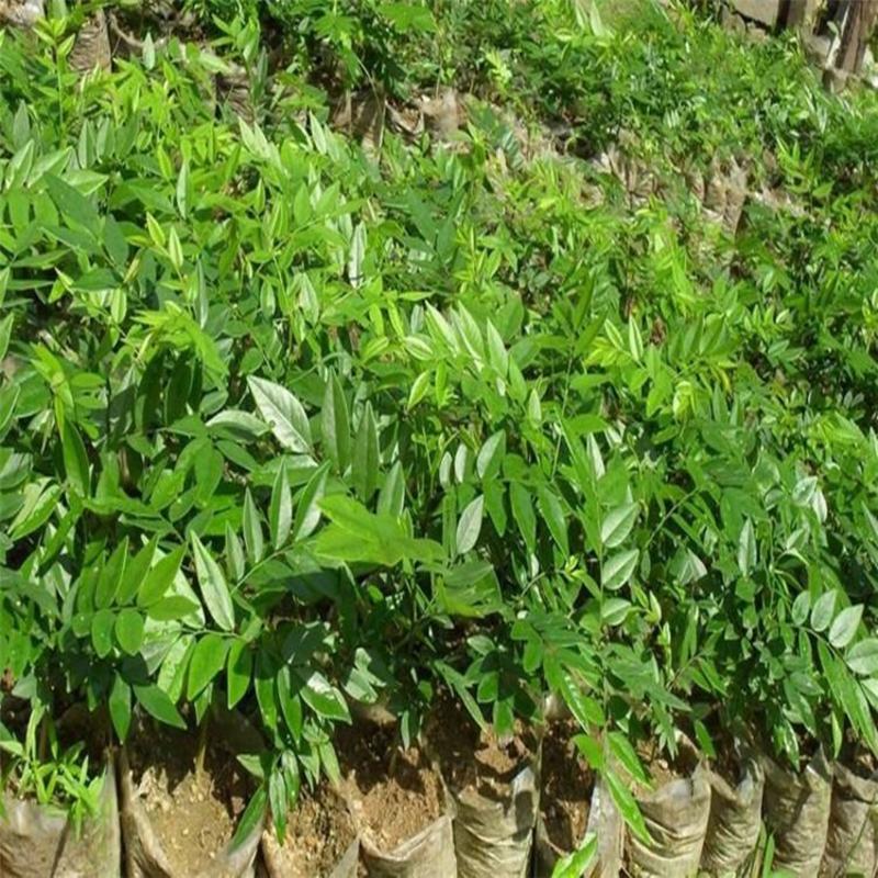 黄花梨树种子