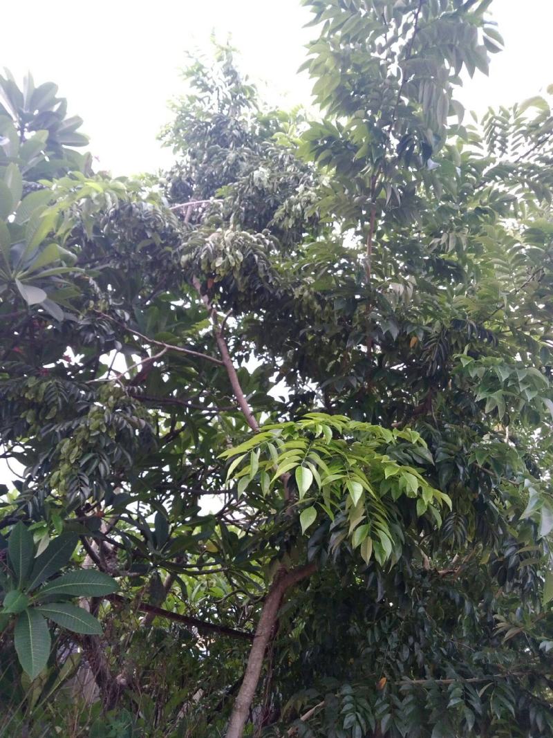 黄花梨树种子