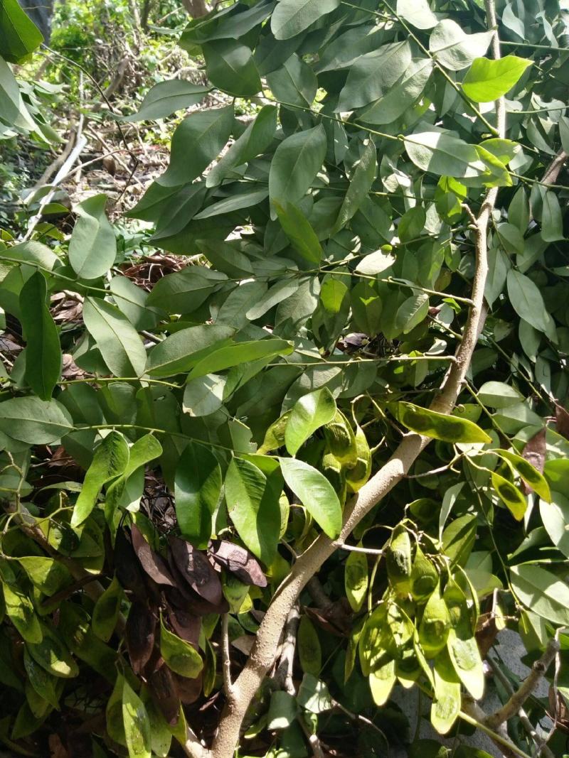 黄花梨树种子