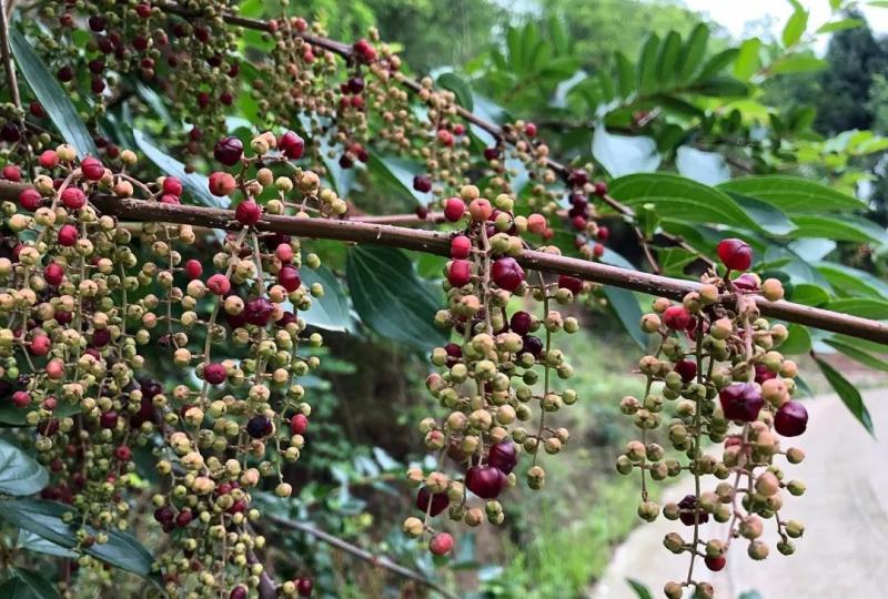 马桑种子水马桑车桑子木豆树木豆猪屎豆马棘种子马桑醉鱼桑葚