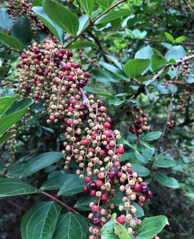 马桑种子水马桑车桑子木豆树木豆猪屎豆马棘种子马桑醉鱼桑葚