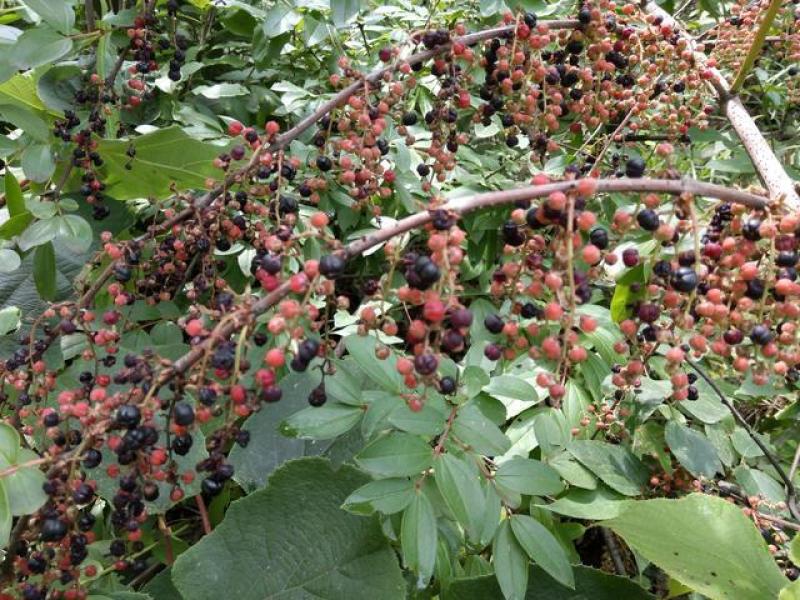 马桑种子水马桑车桑子木豆树木豆猪屎豆马棘种子马桑醉鱼桑葚