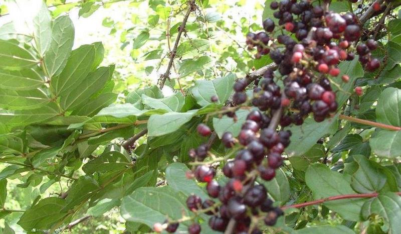 马桑种子水马桑车桑子木豆树木豆猪屎豆马棘种子马桑醉鱼桑葚