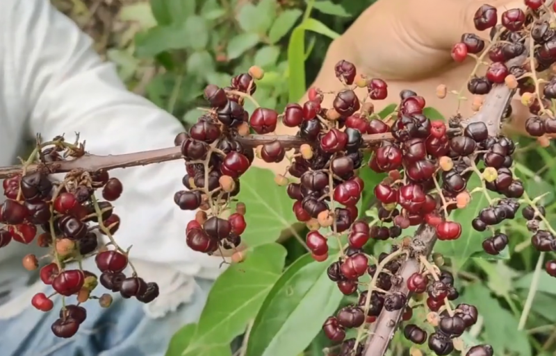 马桑种子水马桑车桑子木豆树木豆猪屎豆马棘种子马桑醉鱼桑葚
