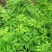接骨木种子种苗中草药植物庭院行道绿化树木种苗园艺四季易活