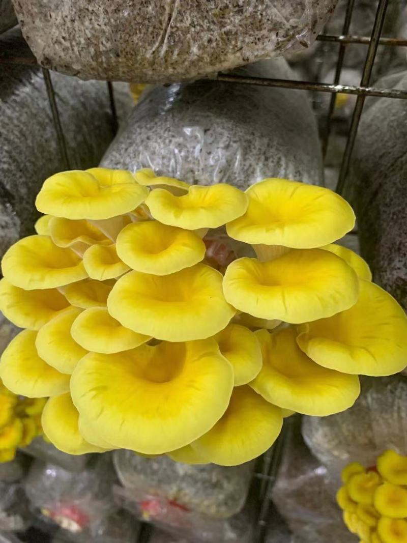 黄金菇，鸡油黄菇，榆黄菇