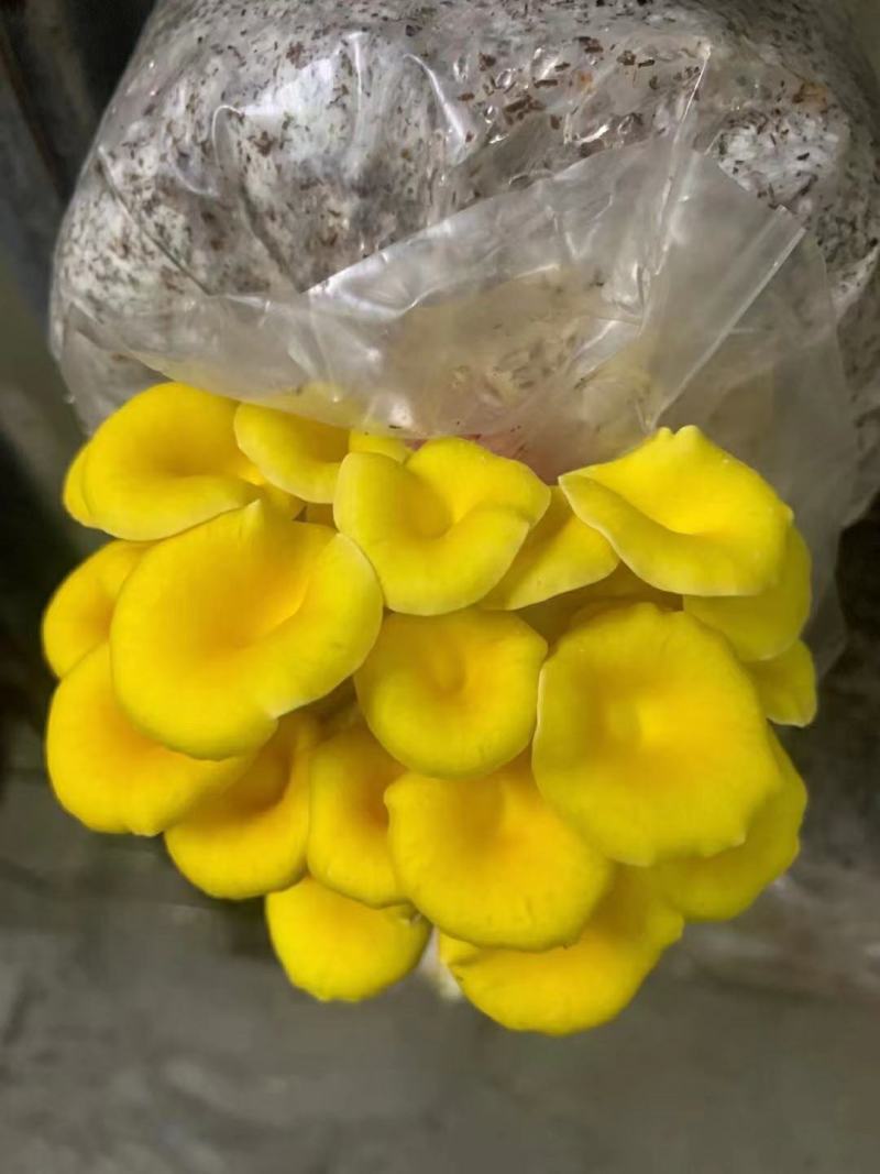 黄金菇，鸡油黄菇，榆黄菇