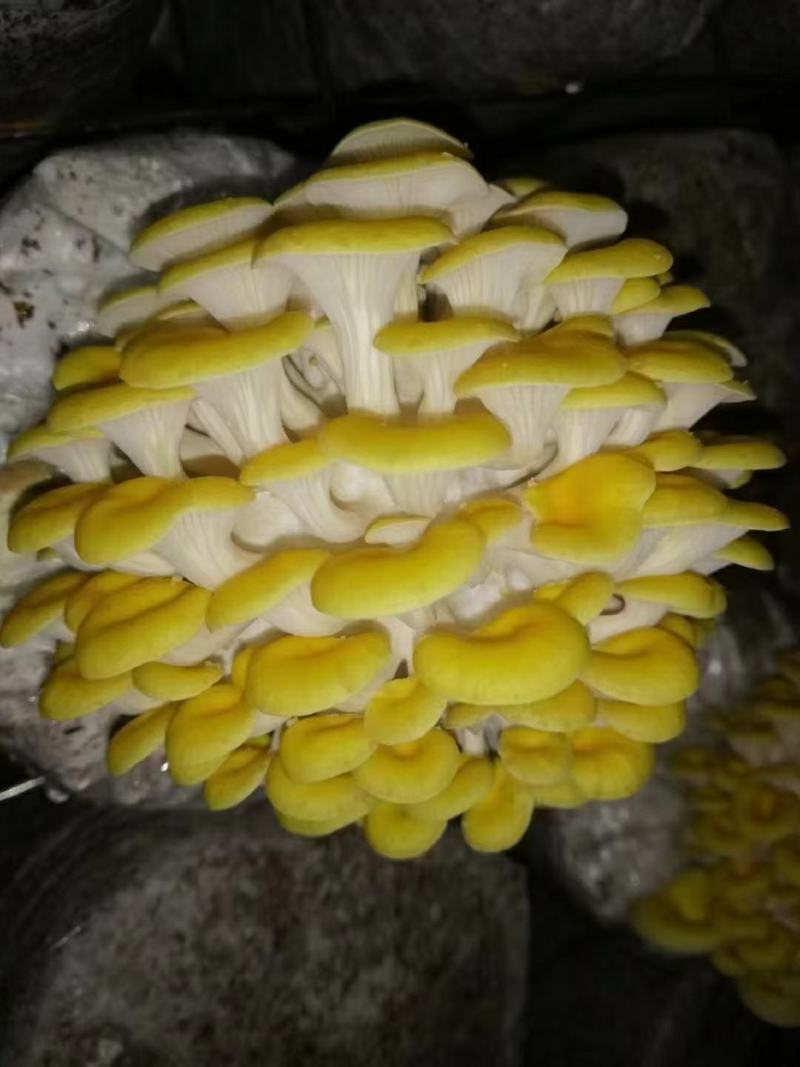 黄金菇，鸡油黄菇，榆黄菇