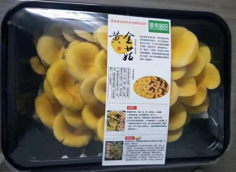 黄金菇，鸡油黄菇，榆黄菇