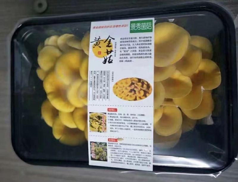 黄金菇，鸡油黄菇，榆黄菇