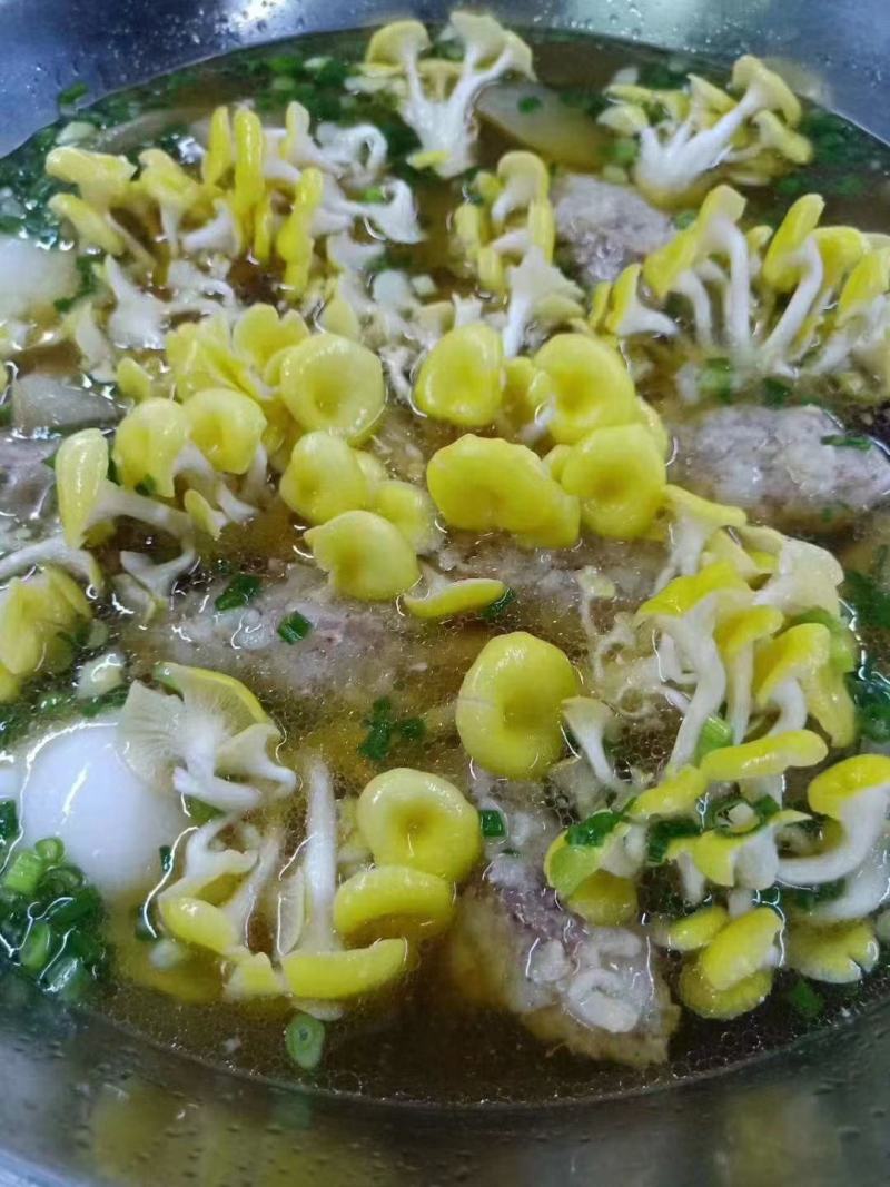 黄金菇，鸡油黄菇，榆黄菇