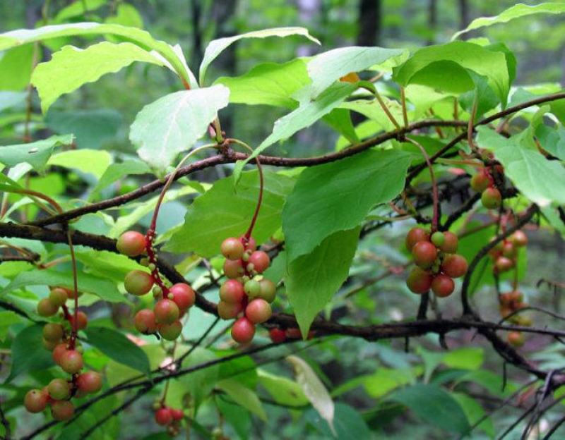 散装五味子种子中药材北五味子树苗种籽北方种植药用