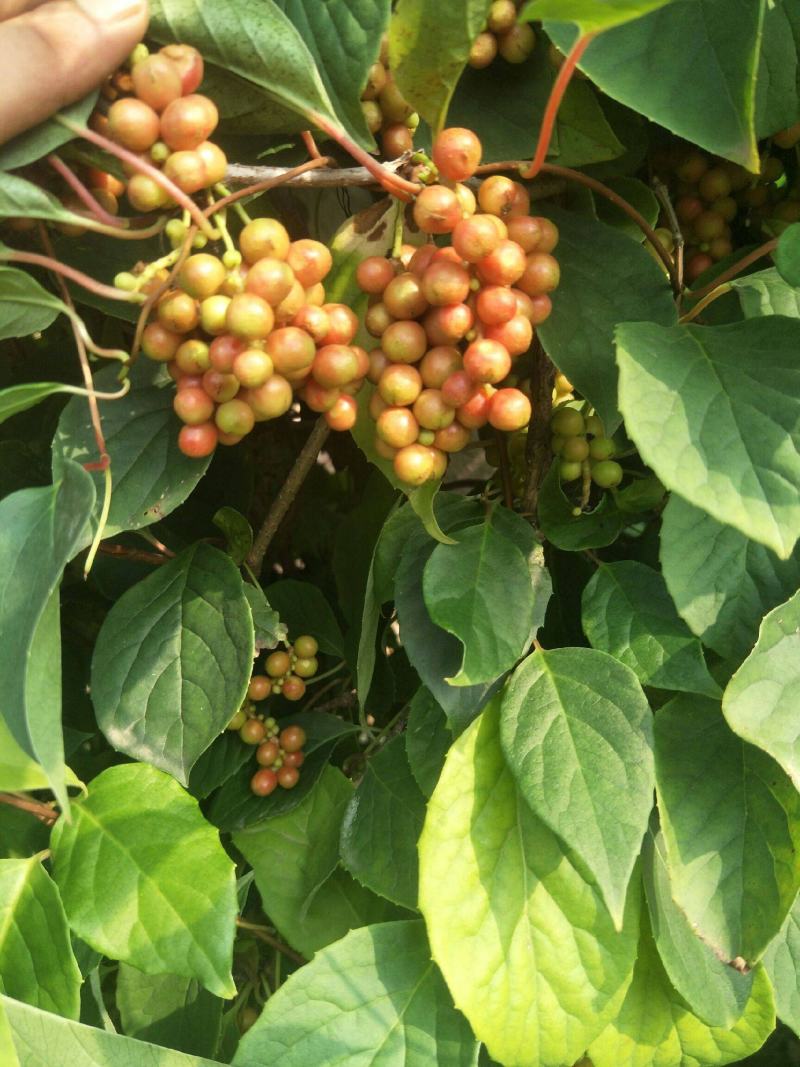 散装五味子种子中药材北五味子树苗种籽北方种植药用