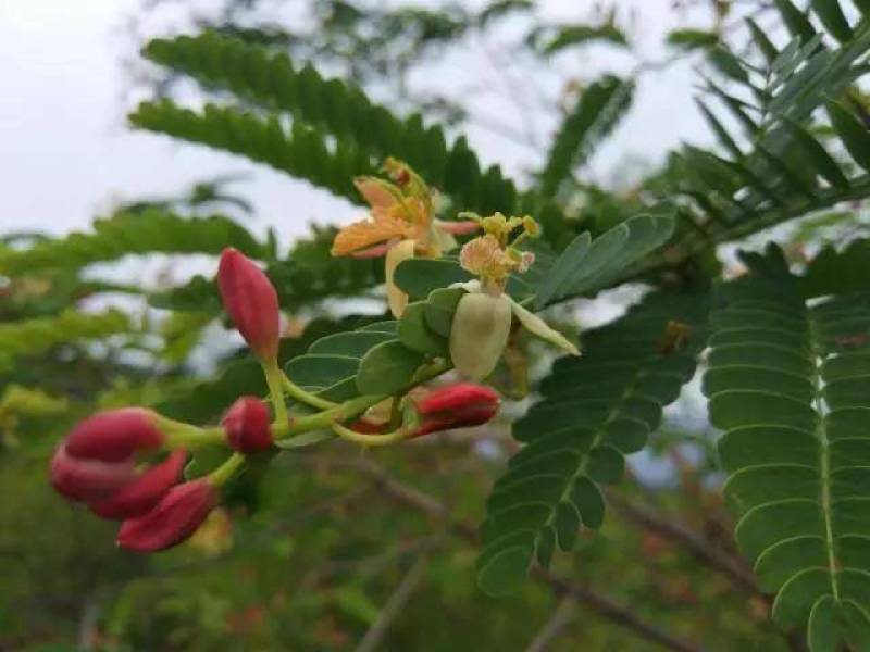 酸角种子罗望子酸豆种籽甜目坎甜角麻夯四季多年生酸梅