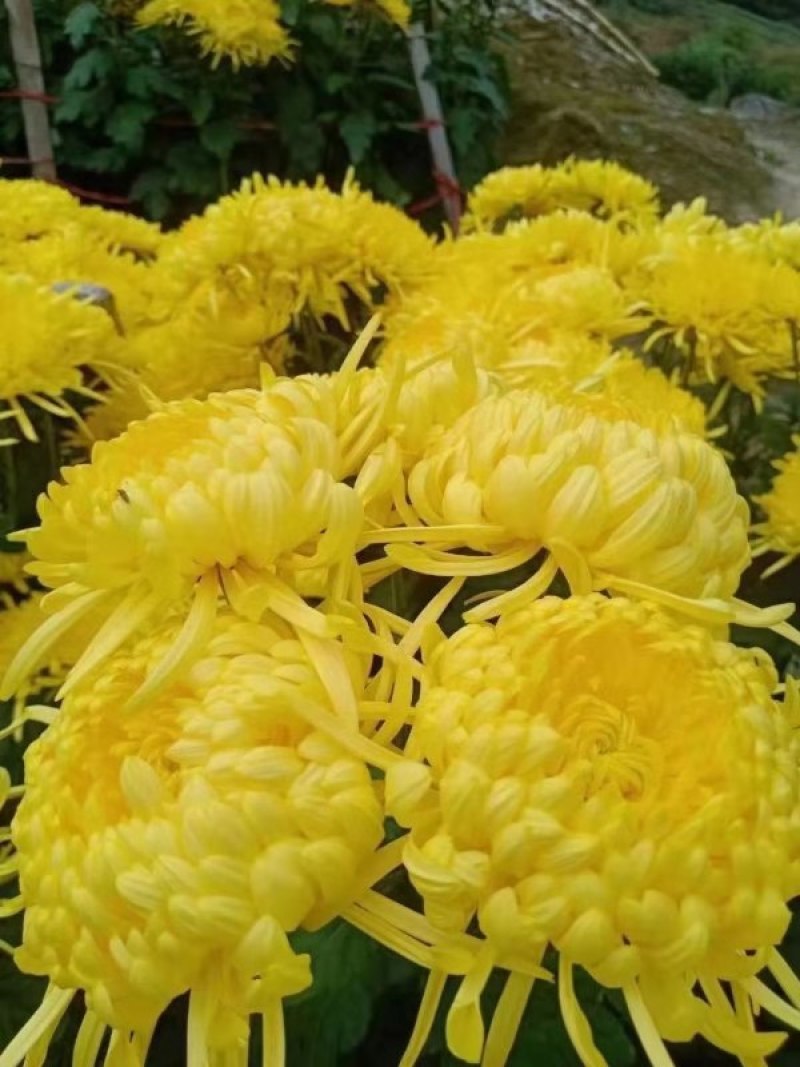 安徽怀远扦插陶菊苗，长期提供种植技术指导，签订合保价回收