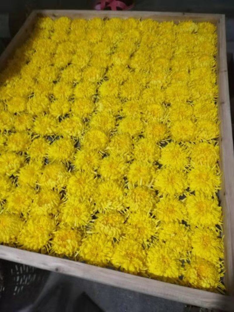 安徽怀远扦插陶菊苗，长期提供种植技术指导，签订合保价回收