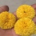 安徽怀远扦插陶菊苗，长期提供种植技术指导，签订合保价回收