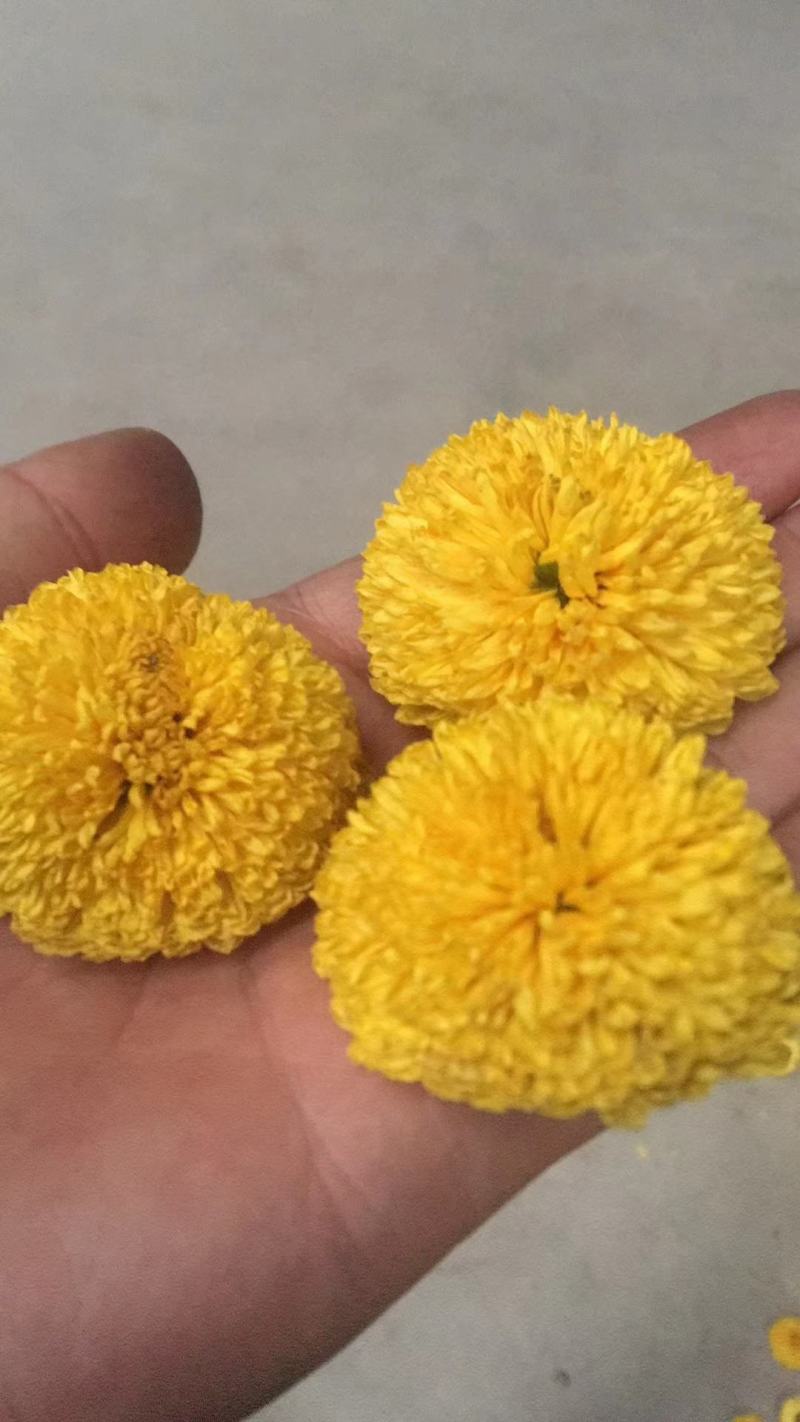 安徽怀远扦插陶菊苗，长期提供种植技术指导，签订合保价回收