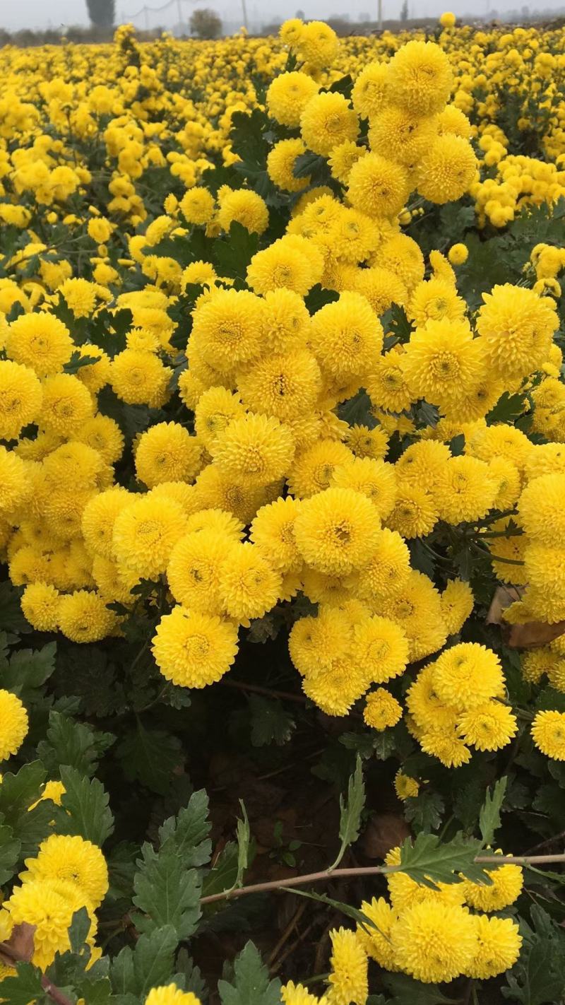 安徽怀远扦插陶菊苗，长期提供种植技术指导，签订合保价回收