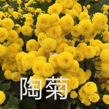 安徽怀远扦插陶菊苗，长期提供种植技术指导，签订合保价回收