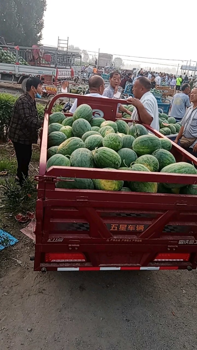 50亩西瓜开原上市，产地直供，支持视频看货
