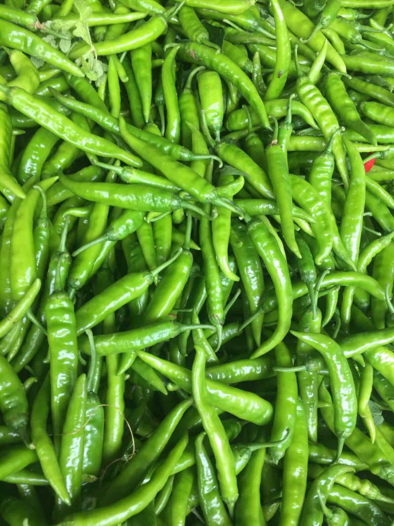 精品杭椒大量上市了。欢迎新老客户前来收购