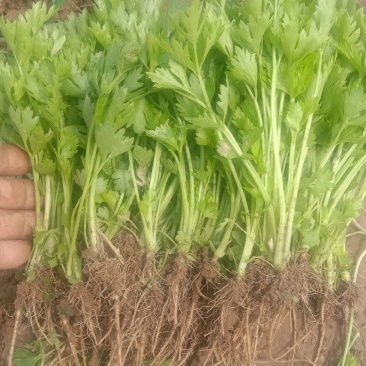 百亩优质芹菜苗！法国皇后