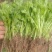 百亩优质芹菜苗！法国皇后