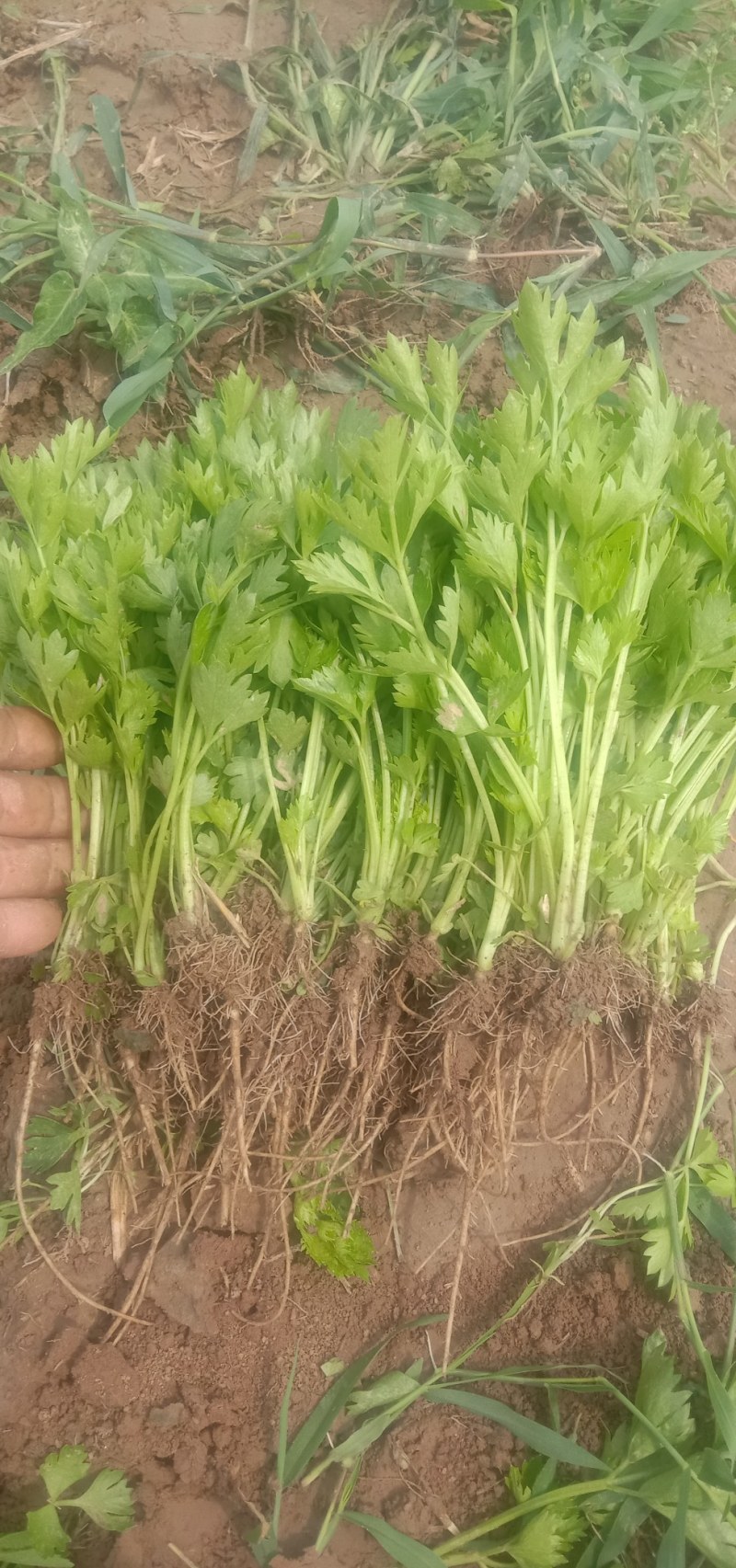 百亩优质芹菜苗！法国皇后