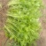 百亩优质芹菜苗！法国皇后