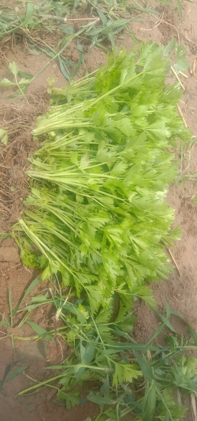 百亩优质芹菜苗！法国皇后