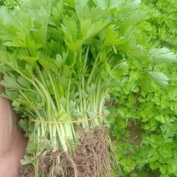 永成农场，芹菜苗基地！