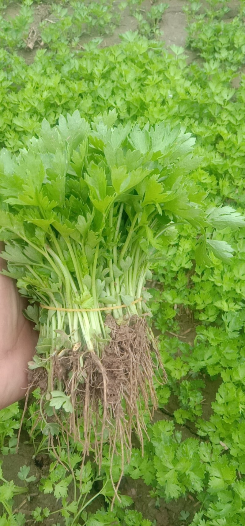 永成农场，芹菜苗基地！