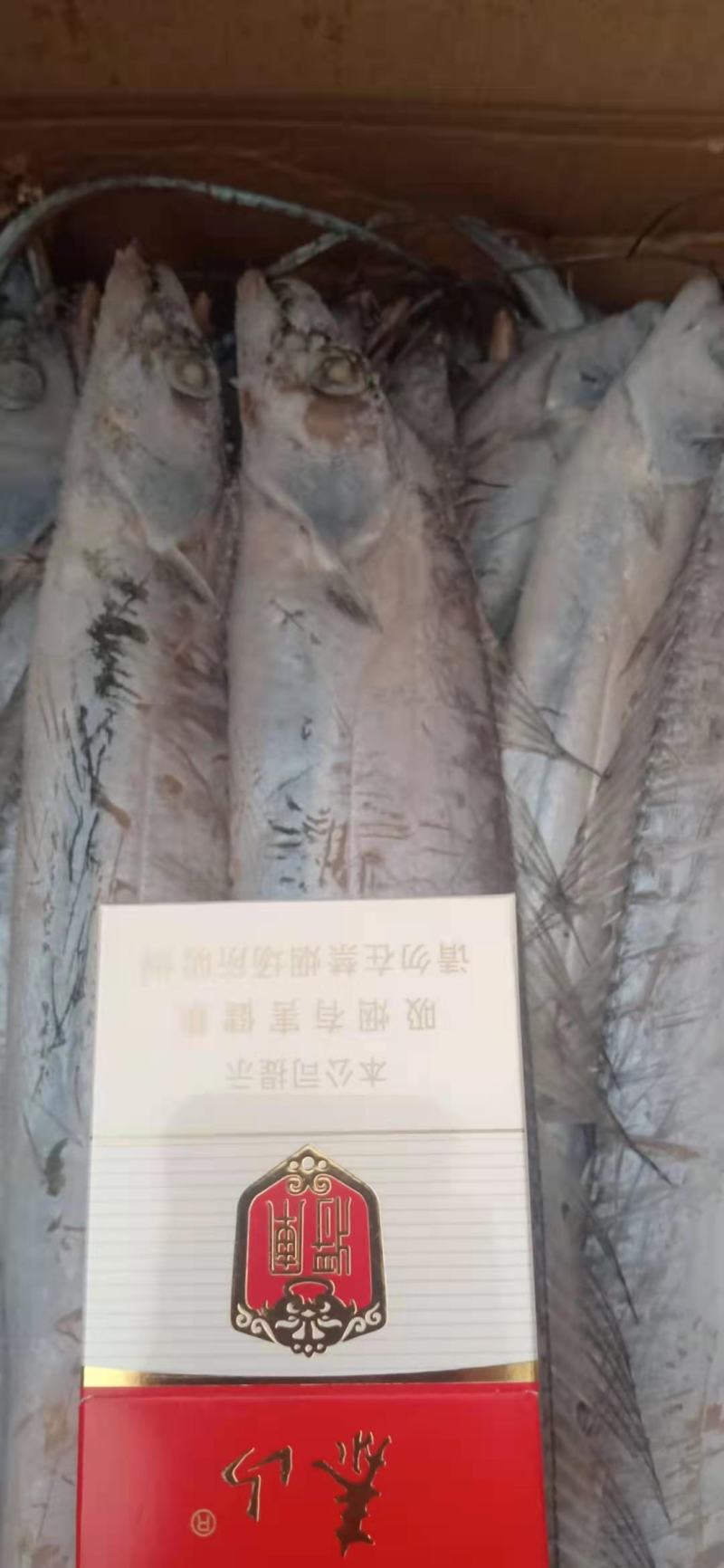 船冻带鱼质量好、价格优，全国各地直达，大量批发，手续齐全